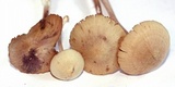 Entoloma variabile image