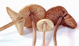 Entoloma variabile image