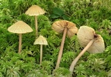Entoloma variabile image