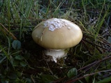 Amanita toxica image