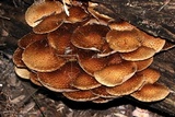 Pholiota squarrosoides image