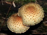 Pholiota squarrosoides image