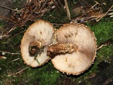 Pholiota squarrosoides image