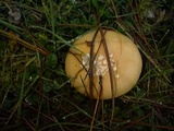 Amanita toxica image