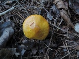 Suillus grevillei image