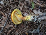Suillus grevillei image