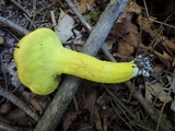 Pulveroboletus ravenelii image