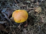 Pulveroboletus ravenelii image