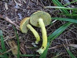 Pulveroboletus ravenelii image