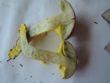 Pulveroboletus ravenelii image