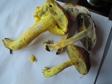 Pulveroboletus ravenelii image