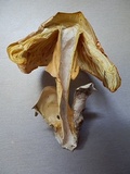 Amanita cochiseana image