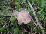 Gomphus clavatus image