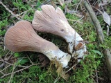 Gomphus clavatus image