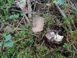 Gomphus clavatus image