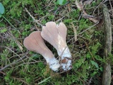 Gomphus clavatus image