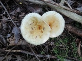 Lactarius pubescens image