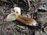 Lactarius lignyotus var. nigroviolascens image
