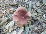 Tricholomopsis rutilans image