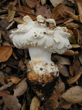 Amanita magniverrucata image