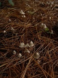 Mycena leptocephala image