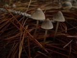 Mycena leptocephala image