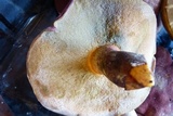 Boletochaete bicolor image