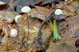 Marasmius capillaris image