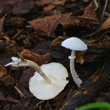 Leucocoprinus cepistipes image