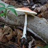 Leucoagaricus rubrotinctus image