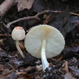 Leucoagaricus rubrotinctus image