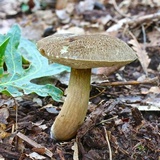 Tylopilus sordidus image