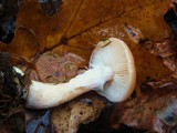 Armillaria gallica image
