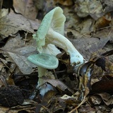 Clitocybe glaucoalba image