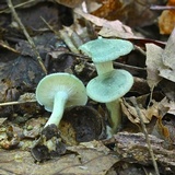 Clitocybe glaucoalba image