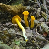 Cantharellus minor image