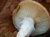 Armillaria gallica image