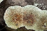 Xanthoparmelia cumberlandia image