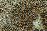 Xanthoparmelia cumberlandia image