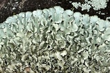 Xanthoparmelia cumberlandia image