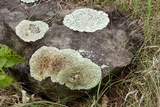 Xanthoparmelia cumberlandia image