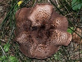 Sarcodon imbricatus image