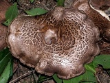 Sarcodon imbricatus image