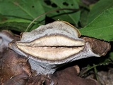Sarcodon imbricatus image