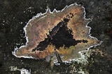 Angelina rufescens image