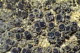 Rinodina parasitica image