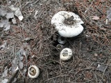 Lactarius deceptivus image