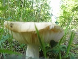 Russula ventricosipes image
