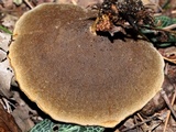 Coltricia cinnamomea image