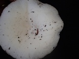 Russula alboareolata image